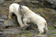 Eisbären (Ursus maritimus) im Tierpark Berlin