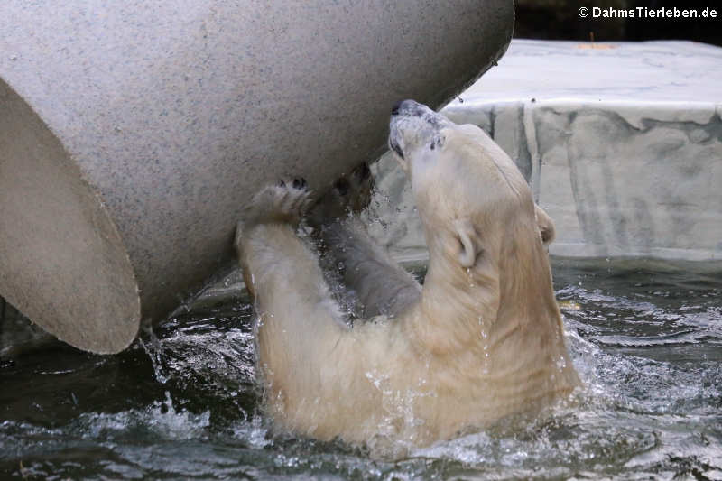 Eisbärin Hertha (Ursus maritimus)