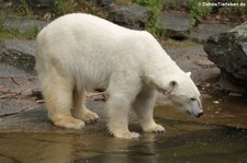 Eisbär (Ursus maritimus) im Tierpark Berlin