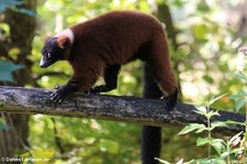 Roter Vari (Varecia rubra) im Tierpark Berlin