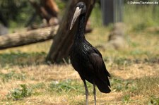 Mohrenklaffschnabel (Anastomus lamelligerus) im Tierpark Berlin