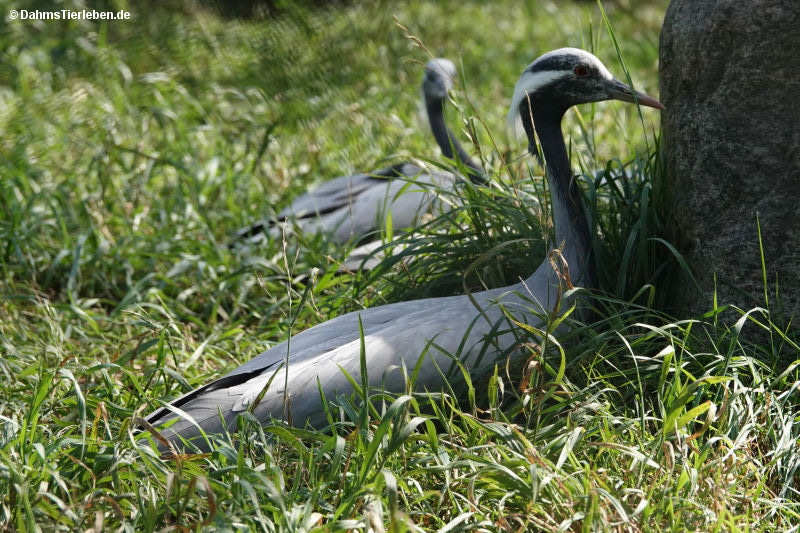 Jungfernkranich
(Pelecanus onocrotalus) Anthropoides virgo