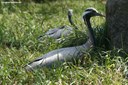 Anthropoides virgo