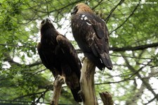 Kaiseradler (Aquila heliaca) im Tierpark Berlin