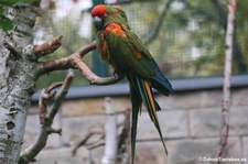 Rotohrara (Ara rubrogenys) im Tierpark Berlin