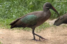 Hagedasch (Bostrychia hagedash) im Tierpark Berlin