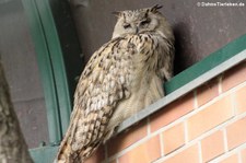 Turkmenischer Uhu (Bubo bubo omissus) im Tierpark Berlin