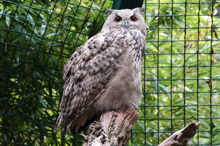 Bubo bubo omissus