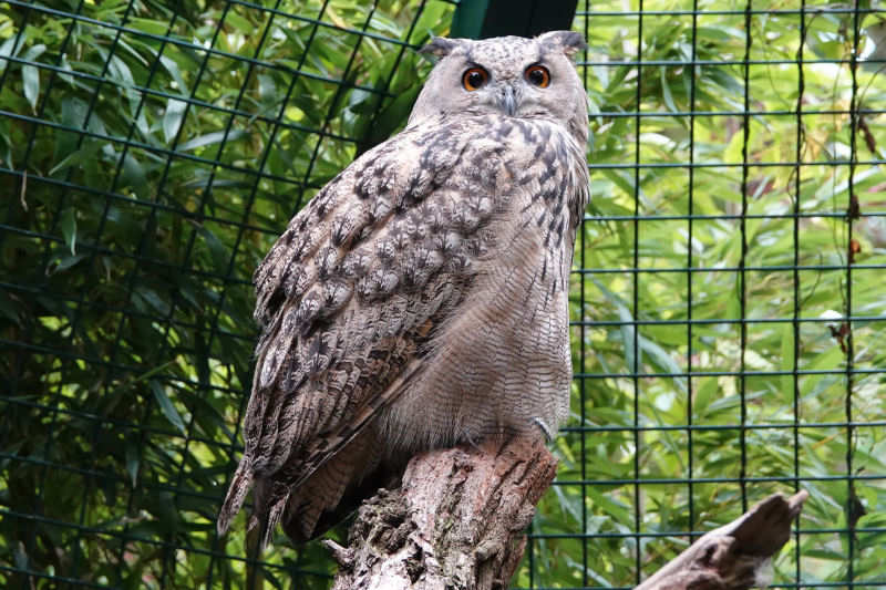 Turkmenen-Uhu
(Bubo bubo omissus) Turkmenen-Uhu (Bubo bubo omissus)