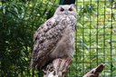 Bubo bubo omissus