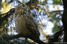 Sibirischer Uhu (Bubo bubo sibiricus) im Tierpark Berlin