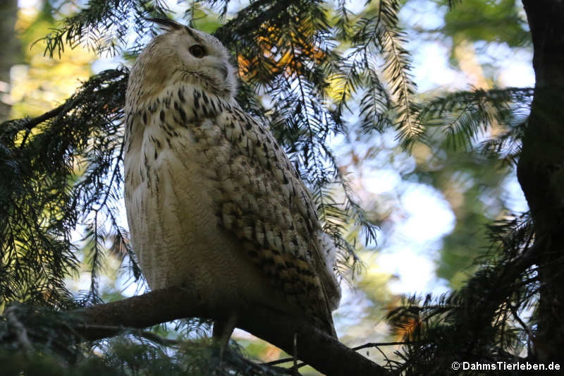 Bubo bubo sibiricus