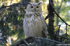 Sibirischer Uhu (Bubo bubo sibiricus) im Tierpark Berlin