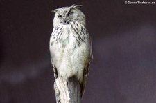 Grauuhu (Bubo cinerascens) im Tierpark Berlin