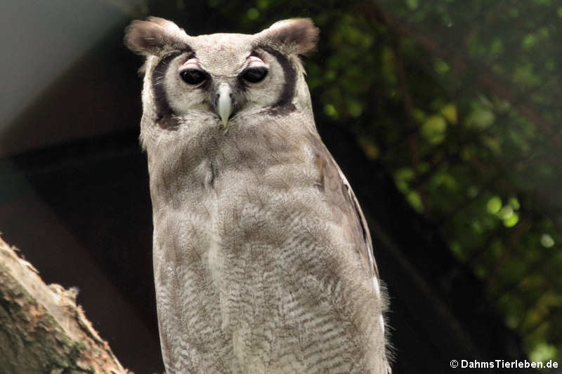 Milchuhu (Bubo lacteus)