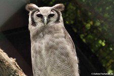 Milchuhu (Bubo lacteus) im Tierpark Berlin