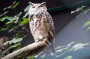 Bubo capensis mackinderi