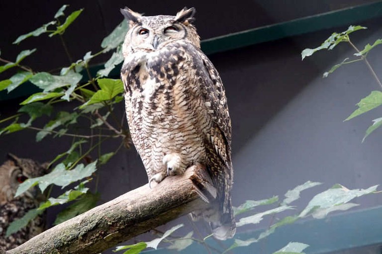 Bubo capensis mackinderi