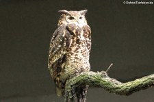 Kenia-Uhu (Bubo mackinderi) im Tierpark Berlin