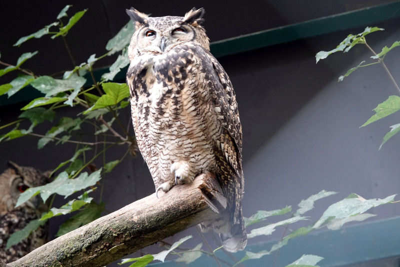 Kenia-Uhu
(Bubo capensis mackinderi) Bubo capensis mackinderi