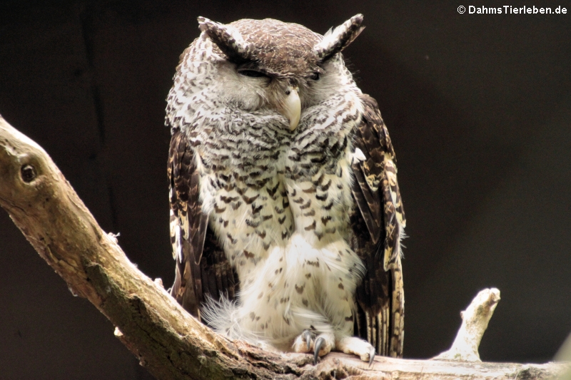 Nepal-Uhu (hier die Unterart Bubo nipalensis blighi aus Sri Lanka)