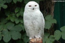 Schnee-Eule (Bubo scandiacus) im Tierpark Berlin