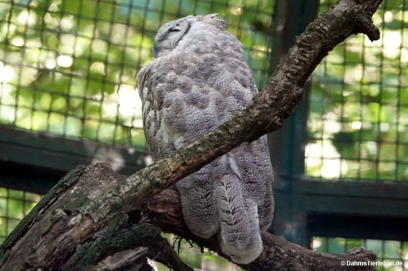 bubo-virginianus-subarcticus.jpg
