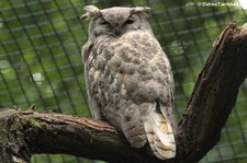 Virginia-Uhu (Bubo virginianus) im Tierpark Berlin