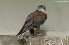 Königsbussard (Buteo regalis) im Tierpark Berlin