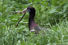 Abdimstorch (Ciconia abdimii) im Tierpark Berlin