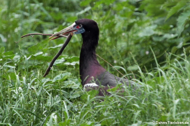 Ciconia abdimii