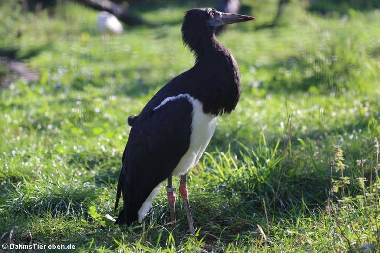 Ciconia abdimii