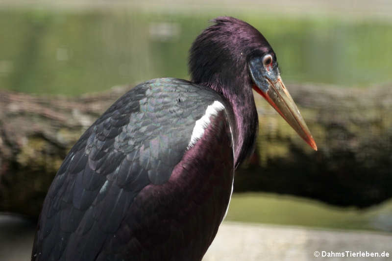 Abdimstorch (Ciconia abdimii)