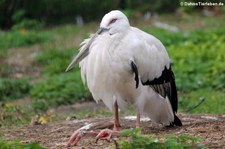 Schwarzschnabelstorch (Ciconia boyciana) im Tierpark Berlin