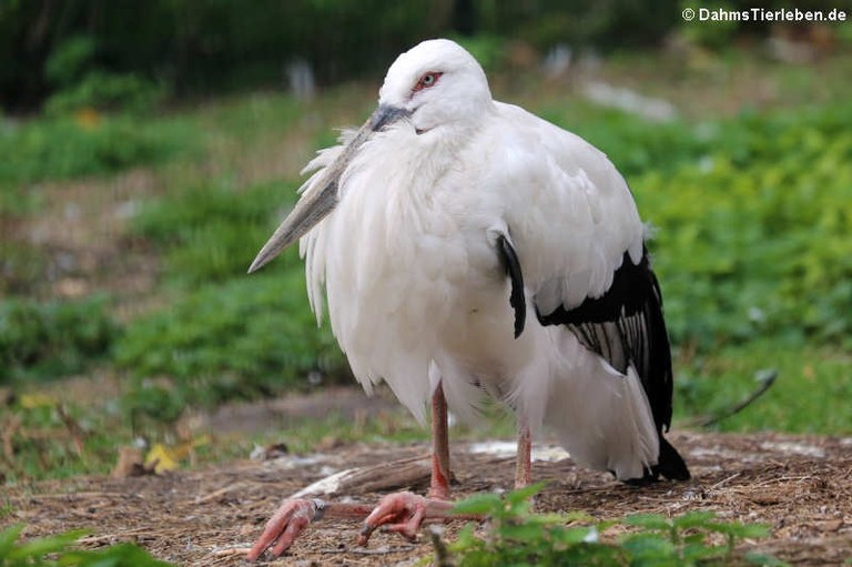 Ciconia boyciana