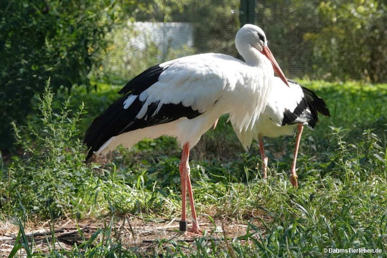 Ciconia ciconia