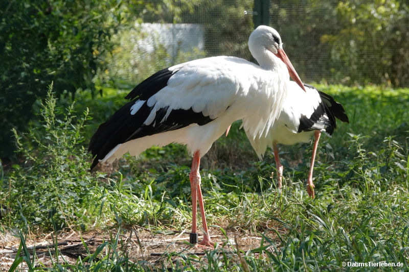 Ciconia ciconia
