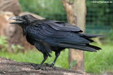 Kolkrabe (Corvus corax corax) im Tierpark Berlin