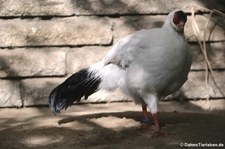 Weißer Ohrfasan (Crossoptilon crossoptilon) im Tierpark Berlin