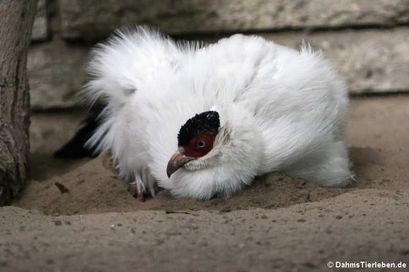 Weißer Ohrfasan Crossoptilon crossoptilon-1