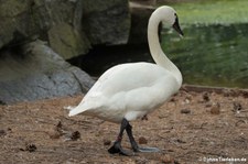 Pfeifschwan (Cygnus columbianus columbianus) im Tierpark Berlin