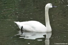 Pfeifschwan (Cygnus columbianus columbianus) im Tierpark Berlin