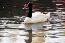 Schwarzhalsschwan (Cygnus melancoryphus) im Tierpark Berlin