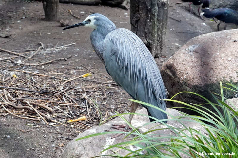 Weißwangenreiher
(Egretta novaehollandiae) Egretta novaehollandiae