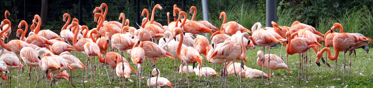 Flamingos Flamingos
