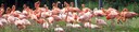 Flamingos