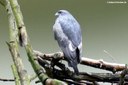 Geranoaetus melanoleucus