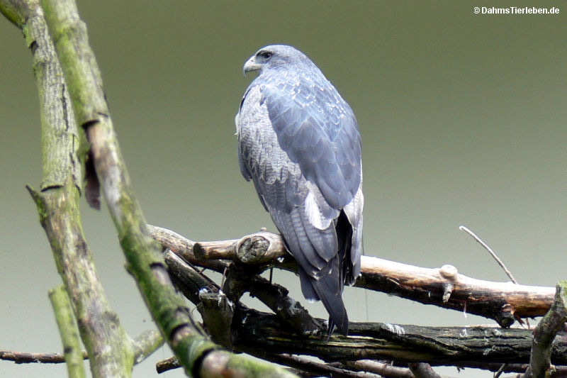 Andenbussard oder Blaubussard
(Geranoaetus melanoleucus) Geranoaetus melanoleucus
