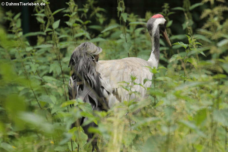 Kranich
(Grus grus) Grus grus