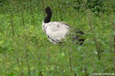 Schwarzhalskranich (Grus nigricollis) im Tierpark Berlin